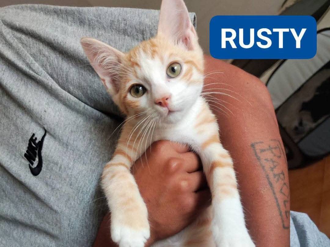 Adozione gatto, maschio, Razza sconosciuta Razza sconosciuta, 3 mesi, taglia non valida, Brescia