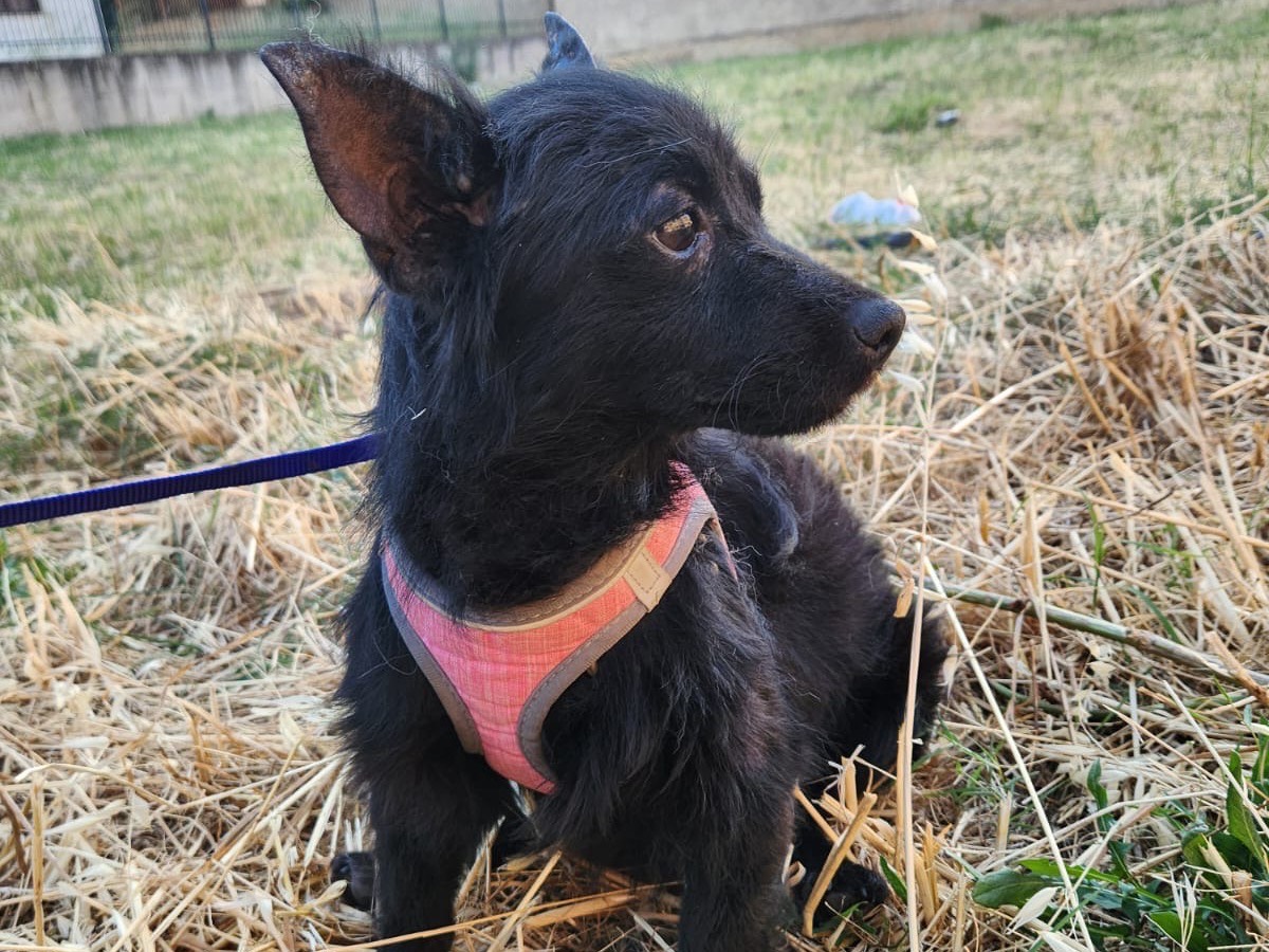 Adozione cane, femmina, Razza sconosciuta Razza sconosciuta, 1 anno e 4 mesi, taglia piccola, Cosenza