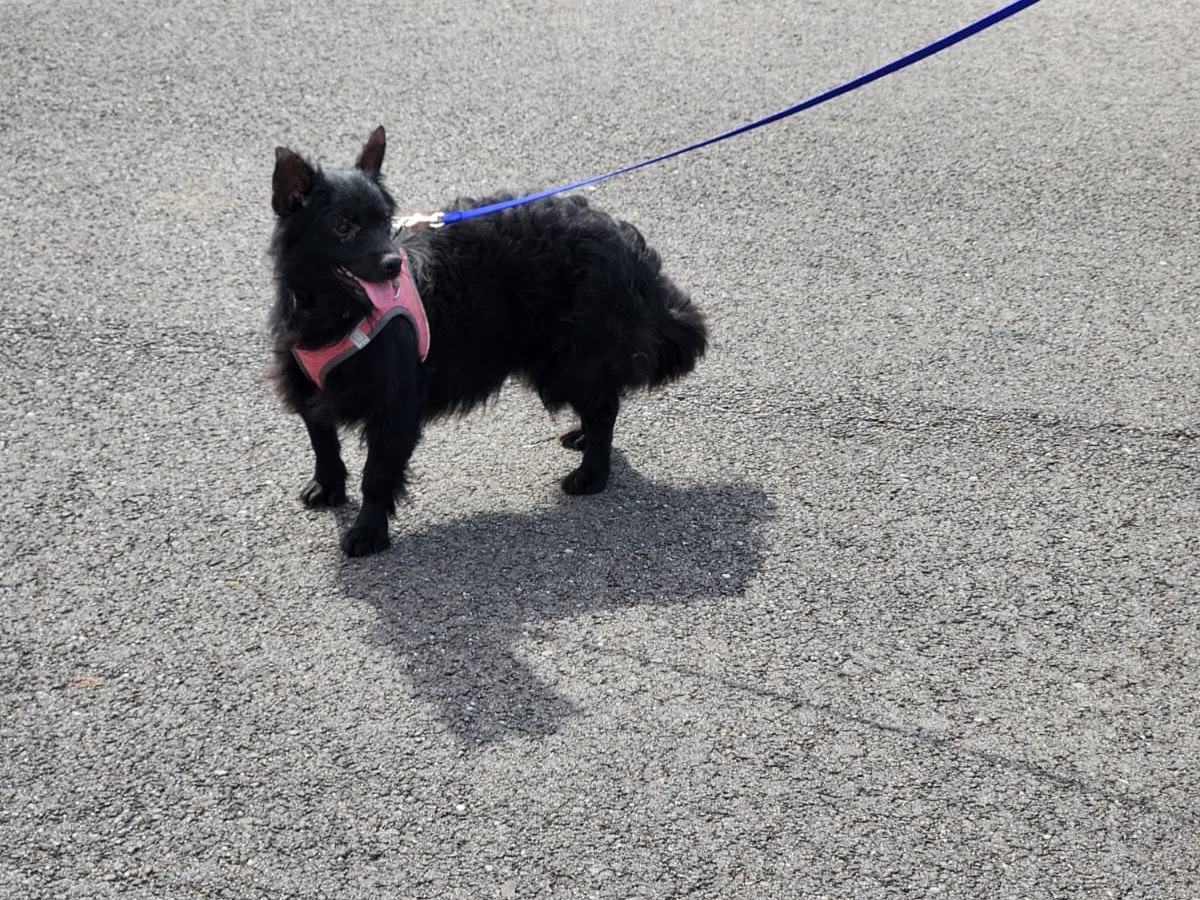 Adotta un cane, femmina, 1 anno e 4 mesi, Cosenza