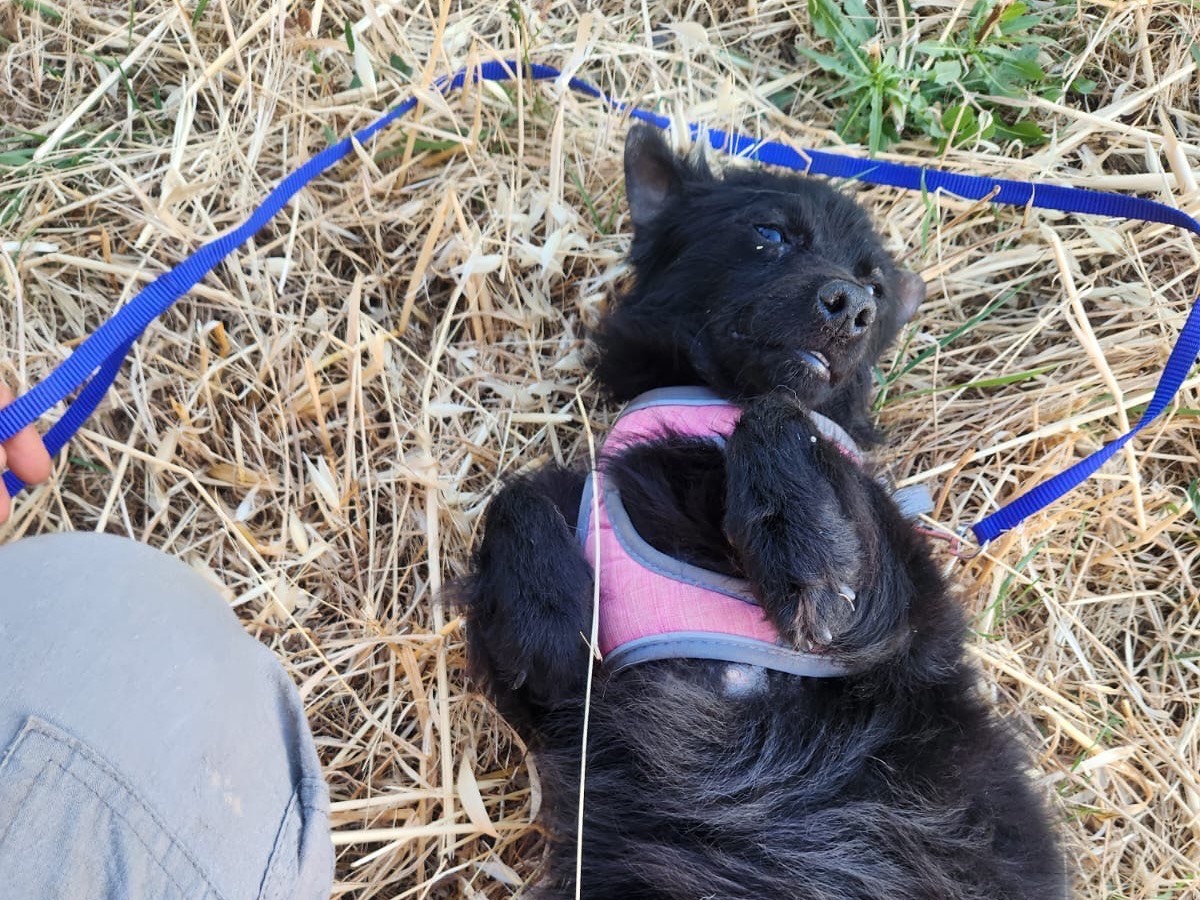 Adotta un cane, taglia piccola, femmina, Cosenza