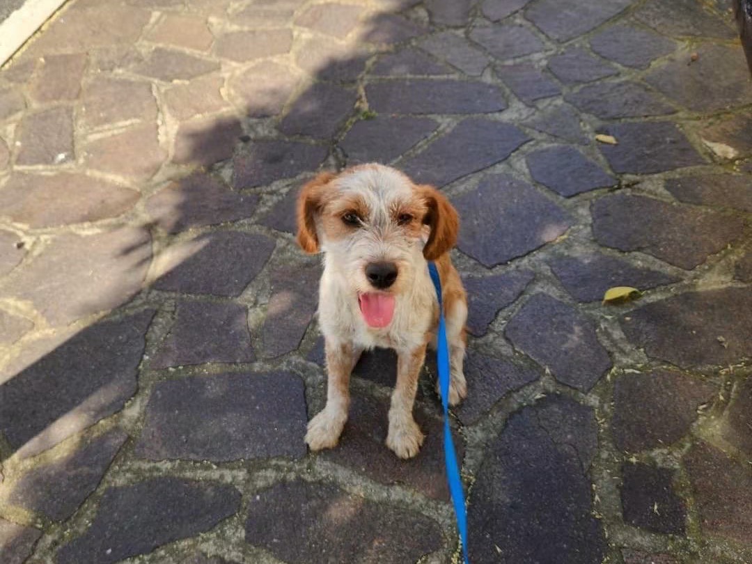 Adozione cane, maschio, Segugio maremmano Breton, 1 anno, taglia piccola, Cosenza