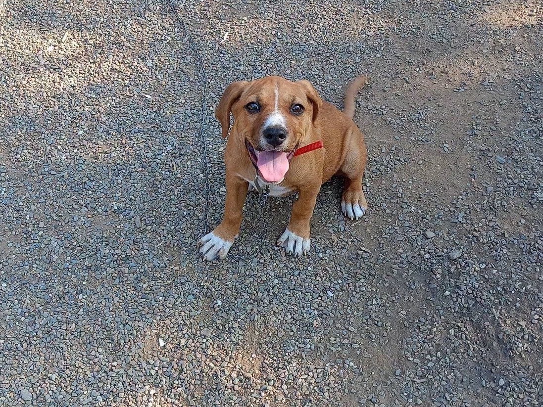 Adozione cane, femmina, Razza sconosciuta Razza sconosciuta, 2 mesi, taglia media, Cosenza