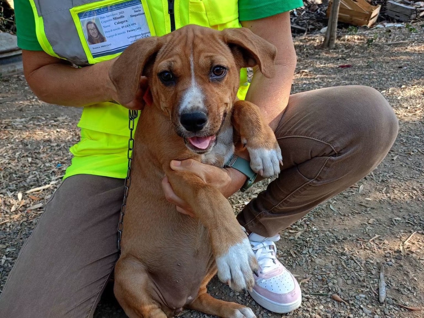 Adotta un cane, femmina, 2 mesi, Cosenza