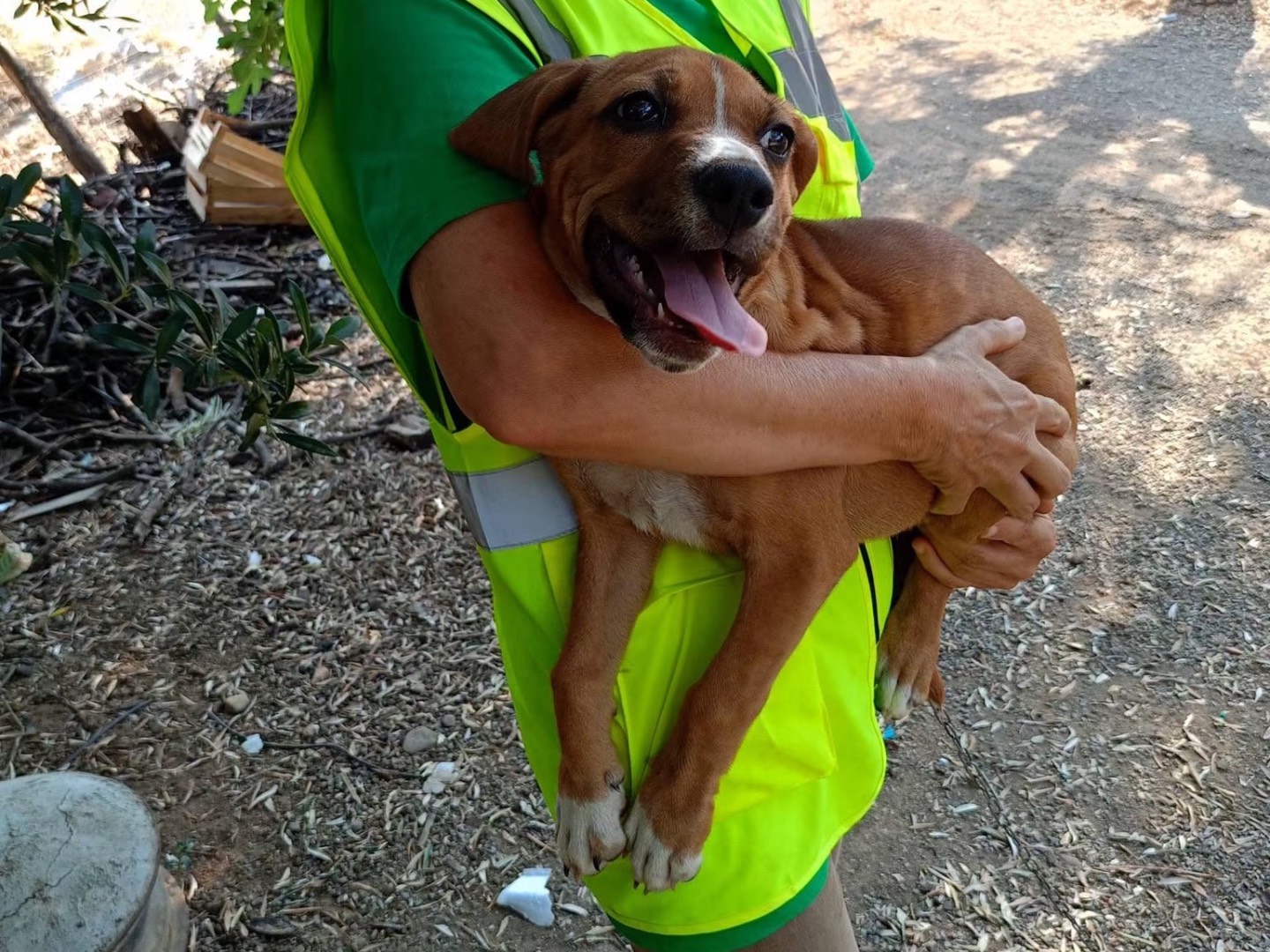 Adotta un cane, taglia media, femmina, Cosenza