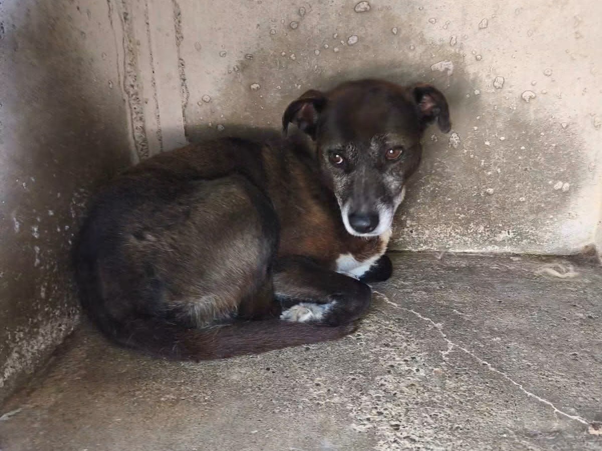 Adozione cane, femmina, Razza sconosciuta Razza sconosciuta, 7 anni e 10 mesi, taglia media contenuta, Cosenza