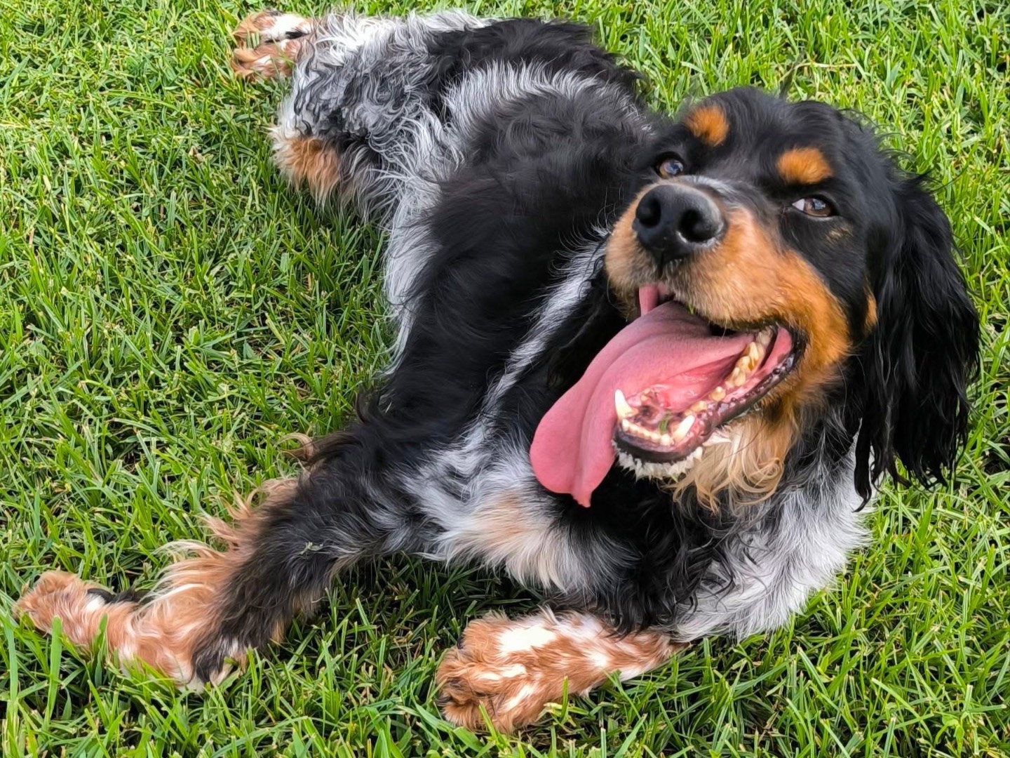 Adozione cane, maschio, Breton Setter Inglese, 5 anni, taglia media, Cosenza