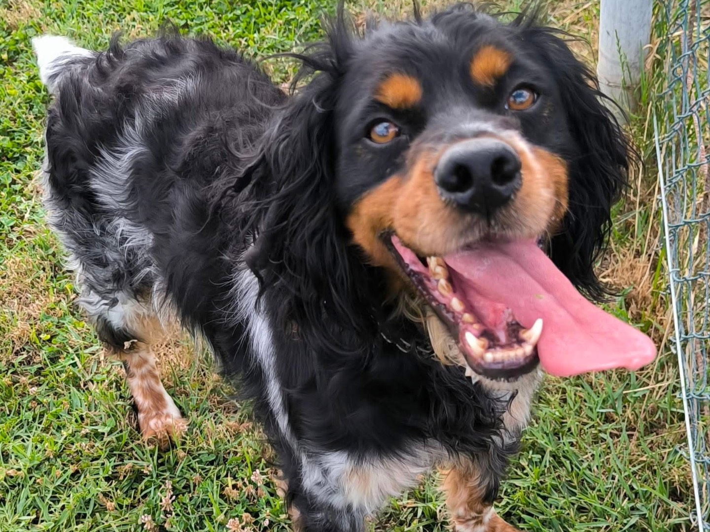 Adotta un cane, maschio, 5 anni, Cosenza