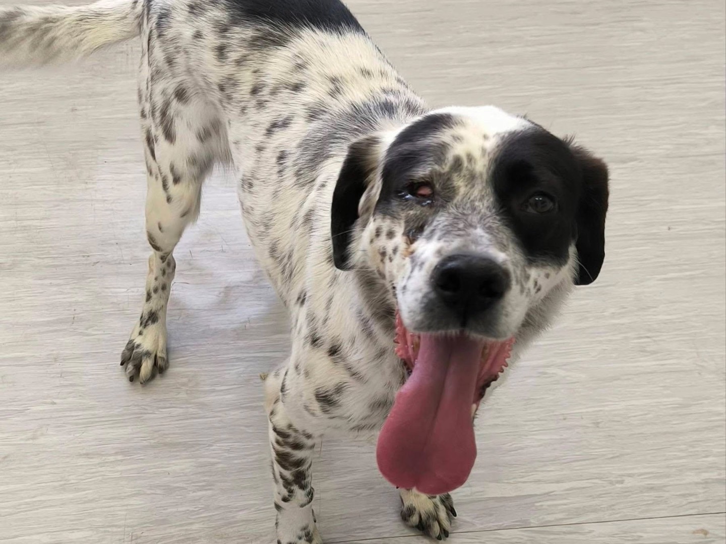 Adozione cane, femmina, Setter Inglese Pointer, 4 anni, taglia media contenuta, Cosenza