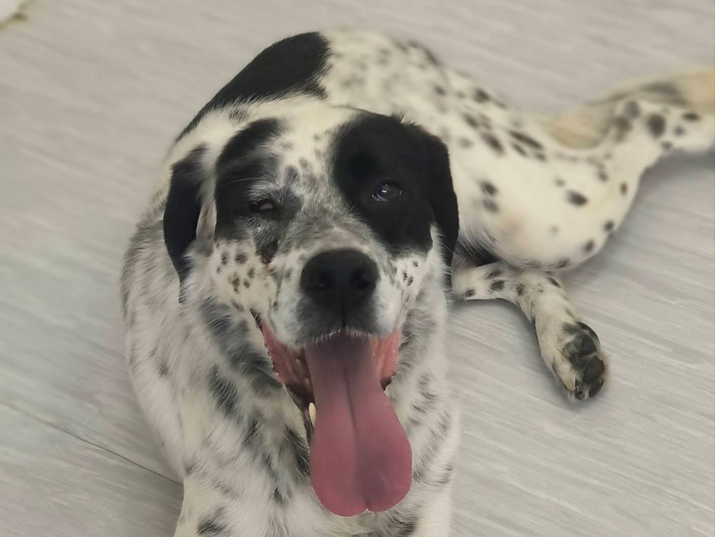 Adotta un cane, femmina, 4 anni, Cosenza
