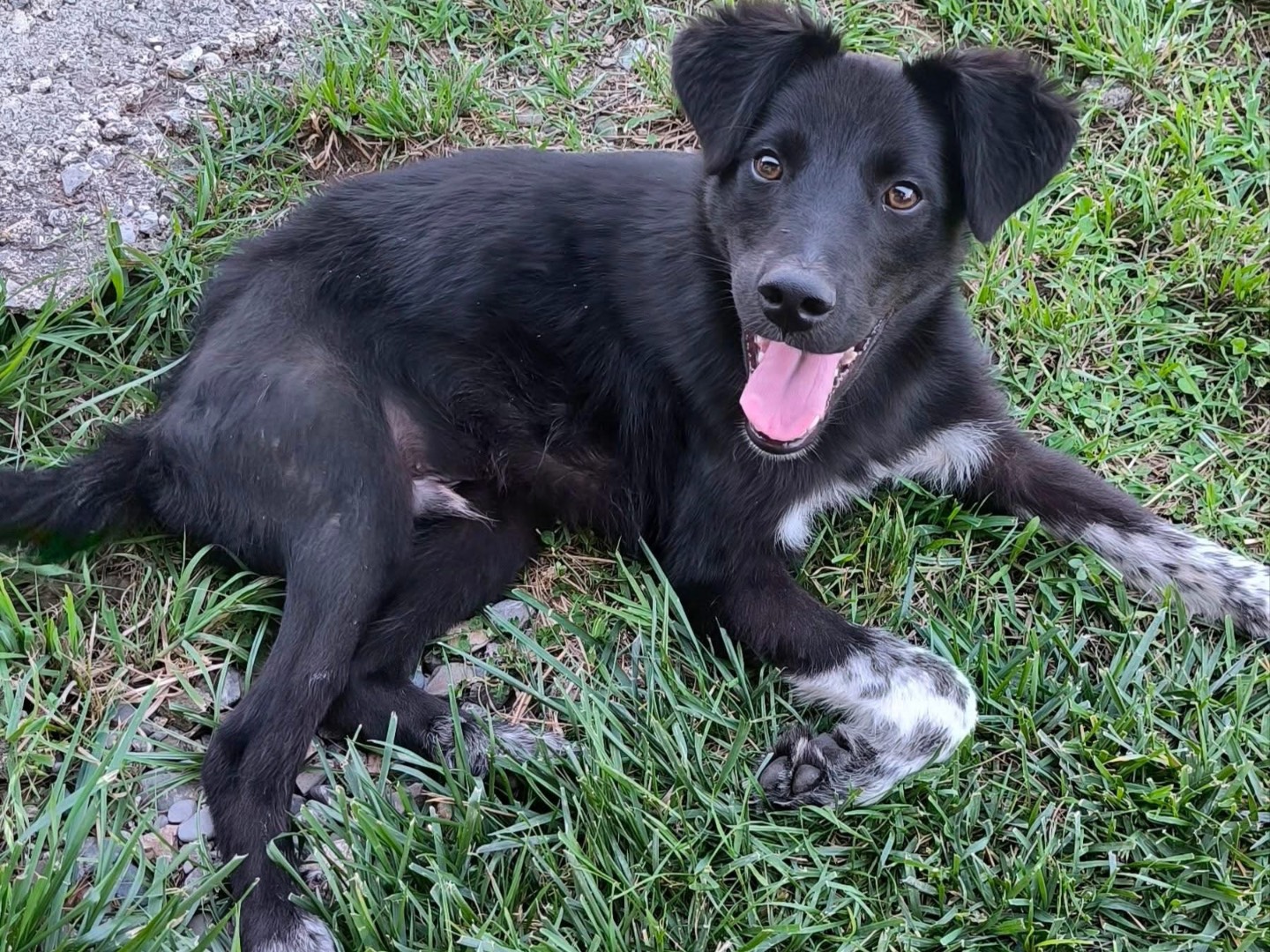 Adozione cane, maschio, Setter Inglese Razza sconosciuta, 5 mesi, taglia media, Cosenza