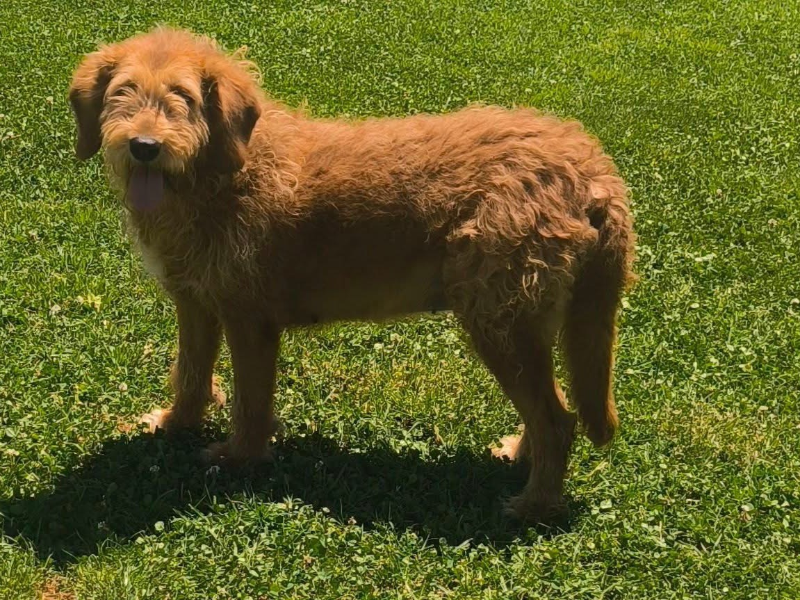 Adozione cane, femmina, Spinone Razza sconosciuta, 6 anni e 10 mesi, taglia media, Cosenza