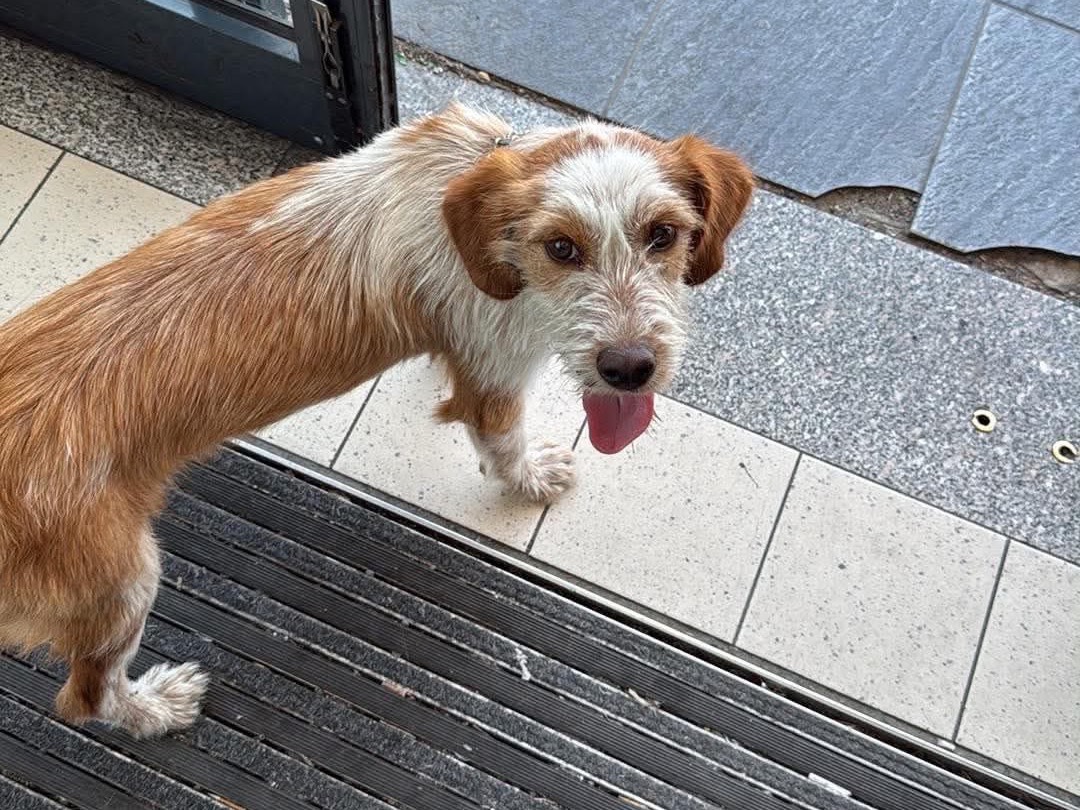 Adotta un cane, taglia piccola, maschio, Cosenza