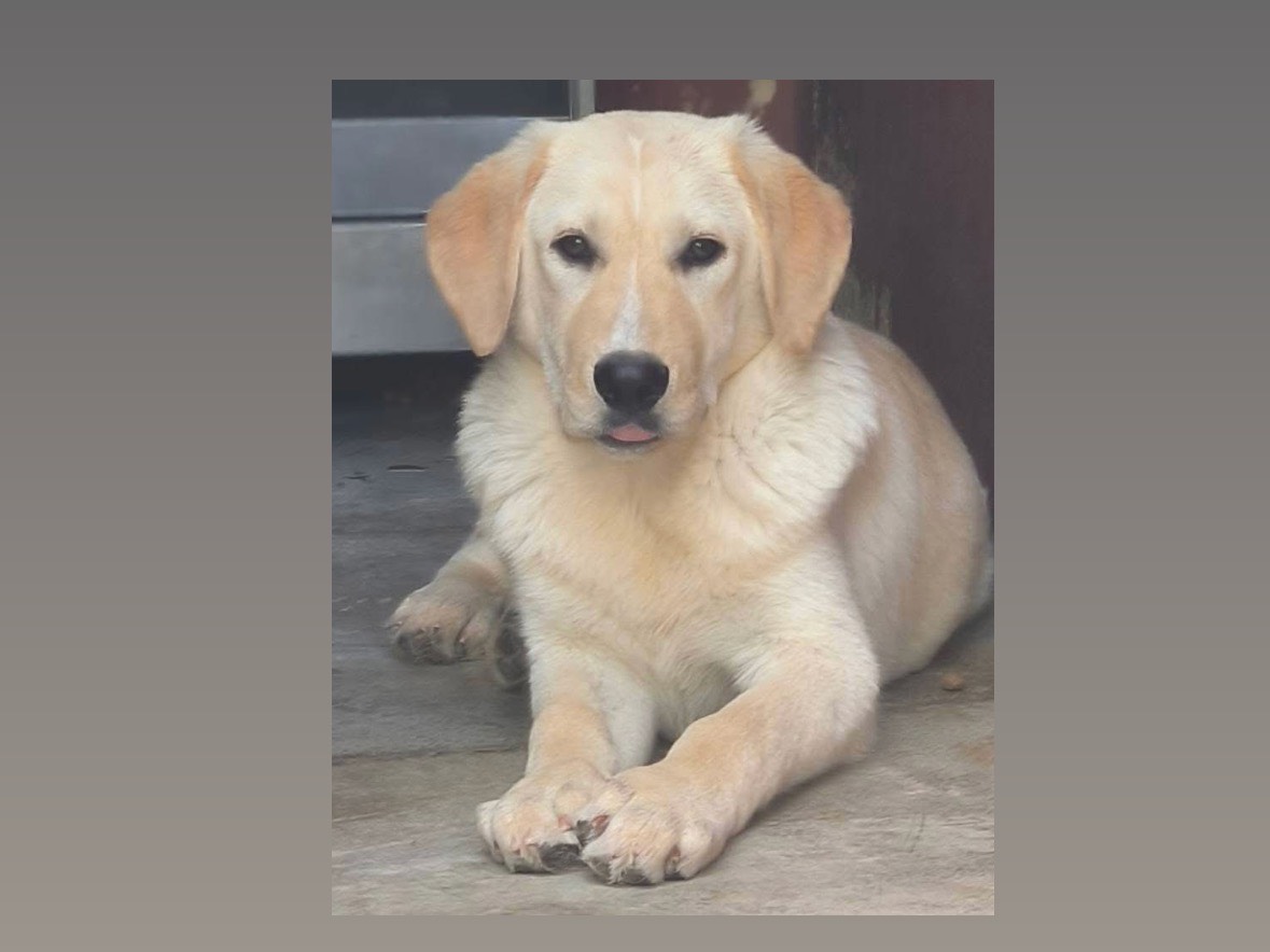 Adozione cane, maschio, Labrador Retriever Razza sconosciuta, 5 mesi, taglia grande, Cosenza