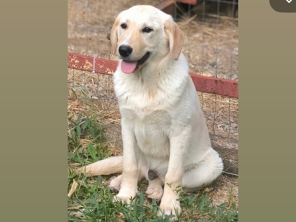 Adotta un cane, maschio, 5 mesi, Cosenza