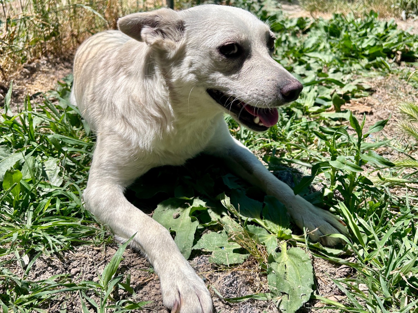 Adotta il cane SALLY a Chieti