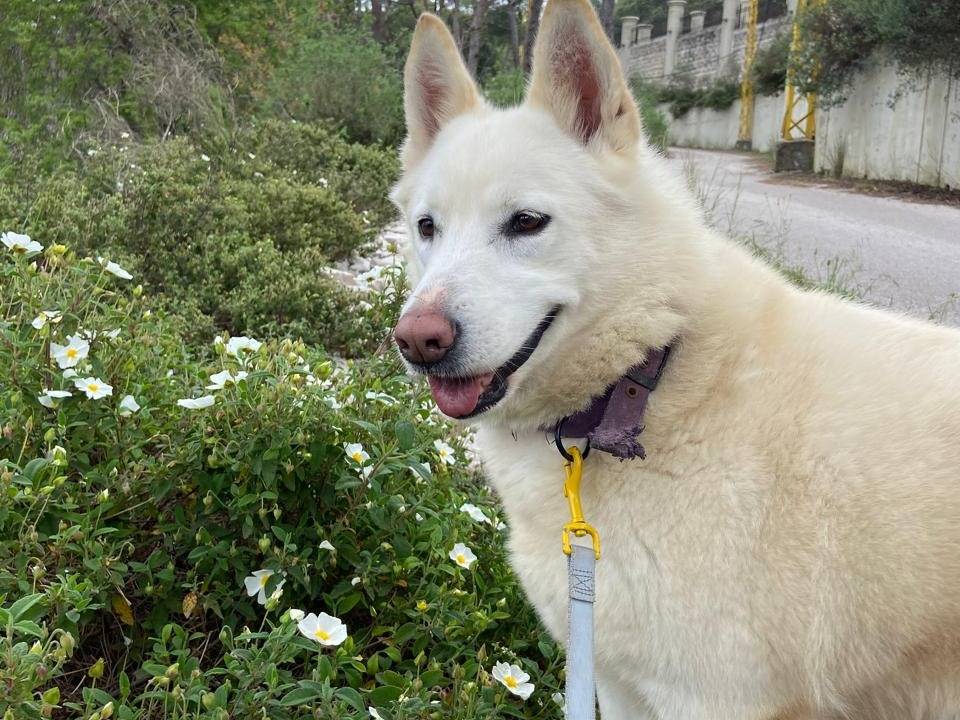 Adotta un cane, femmina, 4 anni, Milano