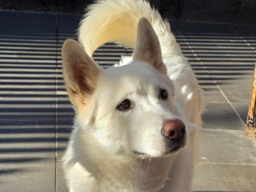 Adotta il cane Snow a Milano