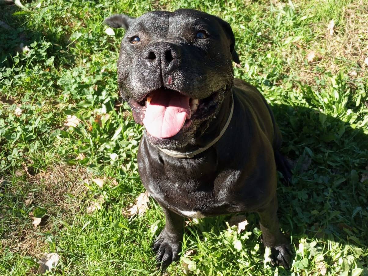 Adozione cane, femmina, Pitbull Razza sconosciuta, 7 anni e 3 mesi, taglia grande, Viterbo