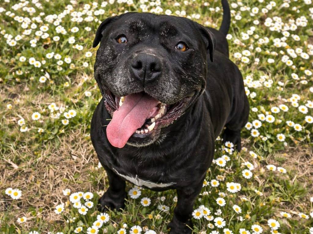Adotta un cane, femmina, 7 anni e 3 mesi, Viterbo