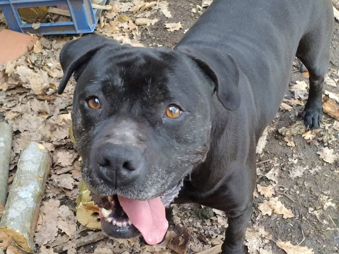Adotta un cane, taglia grande, femmina, Viterbo