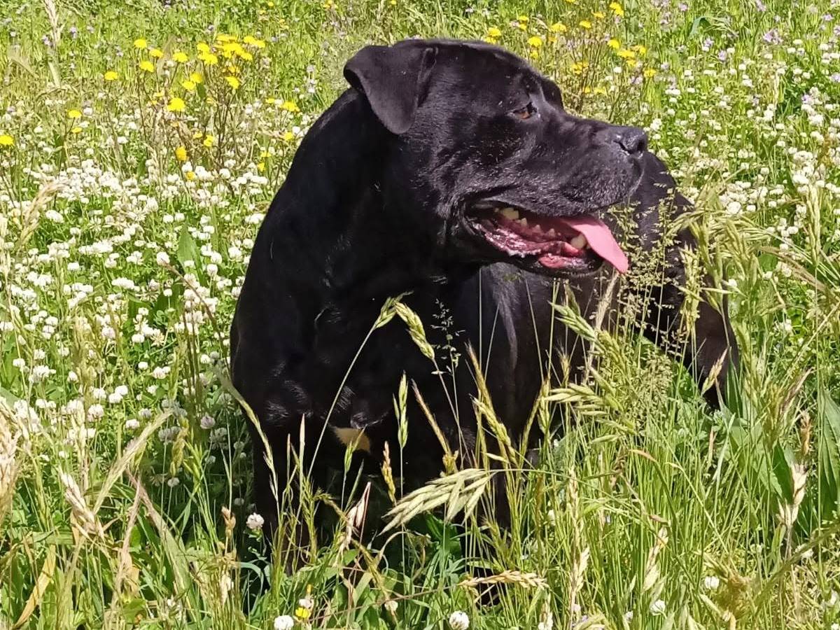 Vuoi adottare un cane a Viterbo?