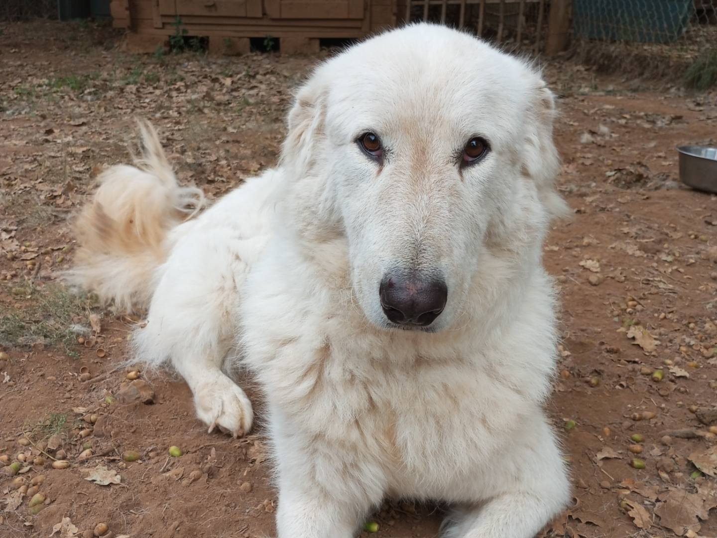 Adotta un cane, femmina, 6 anni e 2 mesi, Viterbo