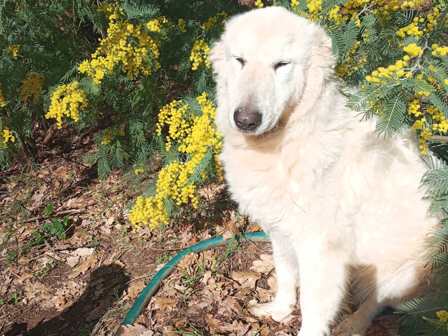 Adotta un cane, taglia gigante, femmina, Viterbo