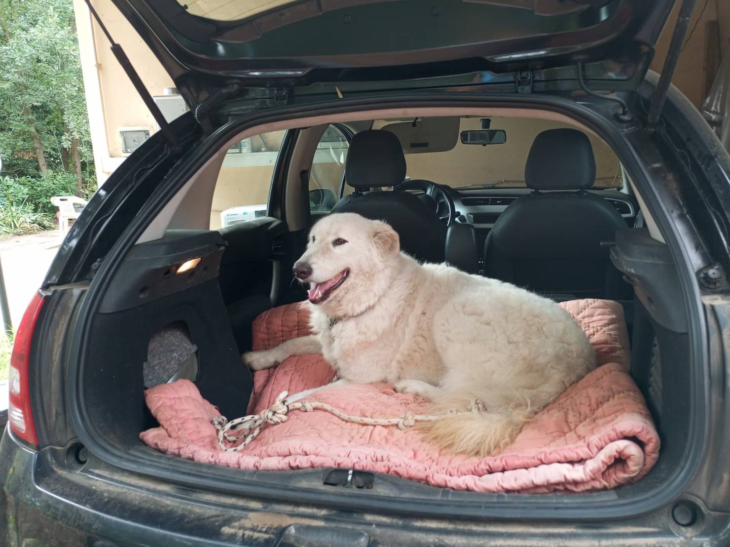 Vuoi adottare un cane a Viterbo?