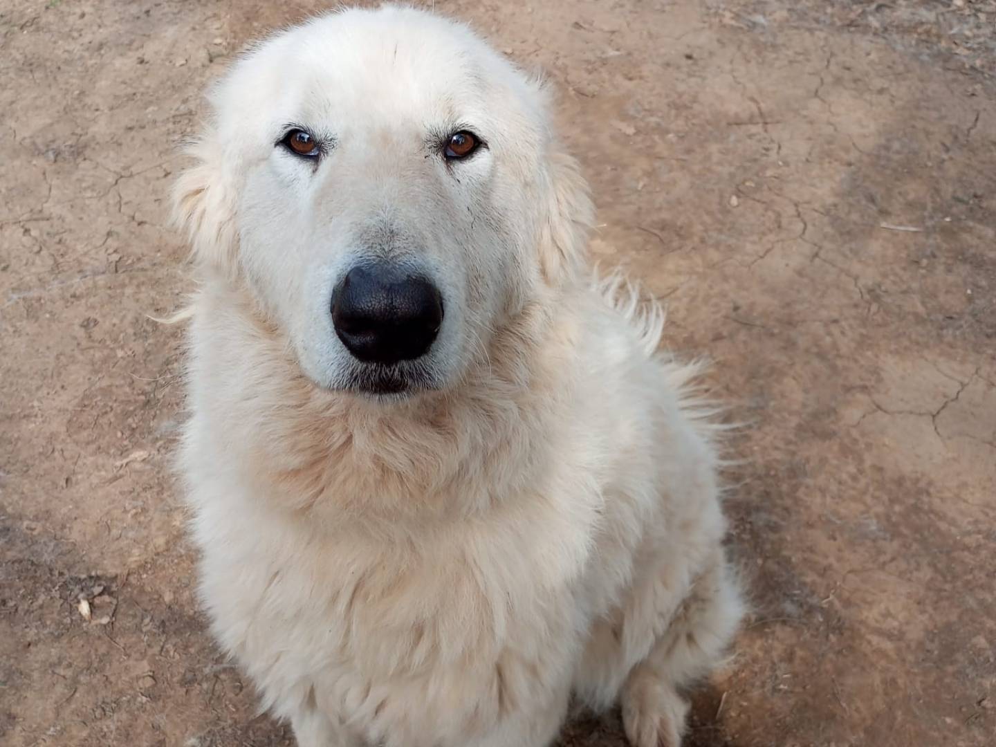 Adozione cane, femmina, Pastore maremmano Razza sconosciuta, 6 anni e 2 mesi, taglia gigante, Viterbo