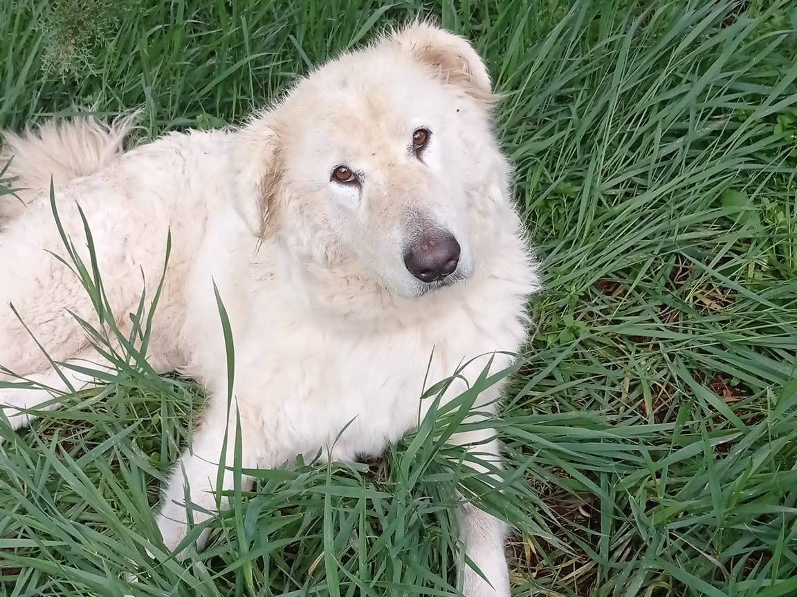Adotta il cane Minù a Viterbo