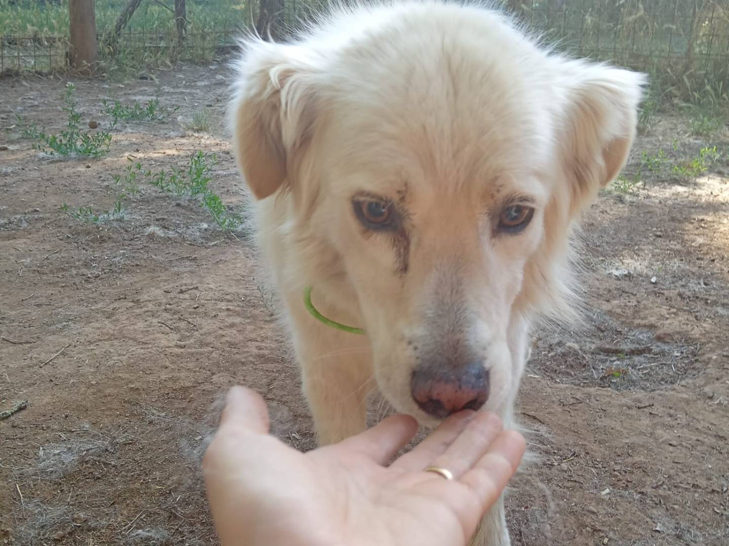 Adotta un cane, maschio, 6 anni e 9 mesi, Viterbo