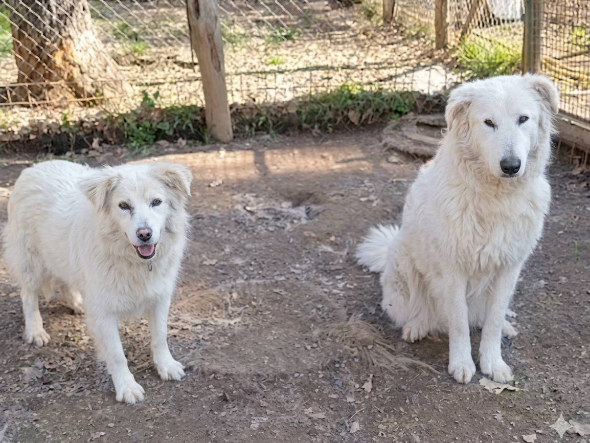 Adotta un cane, taglia media, maschio, Viterbo
