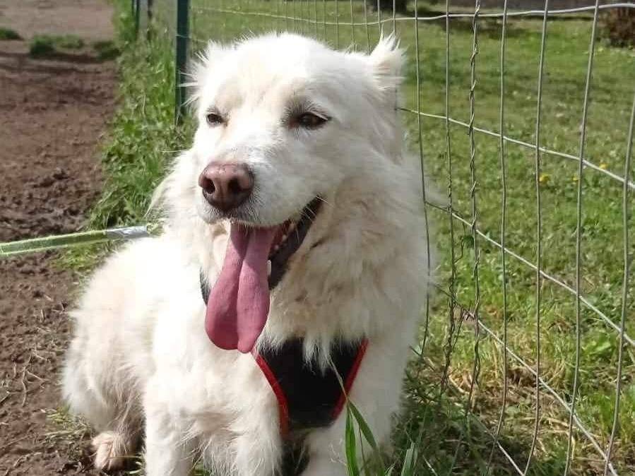 Vuoi adottare un cane a Viterbo?