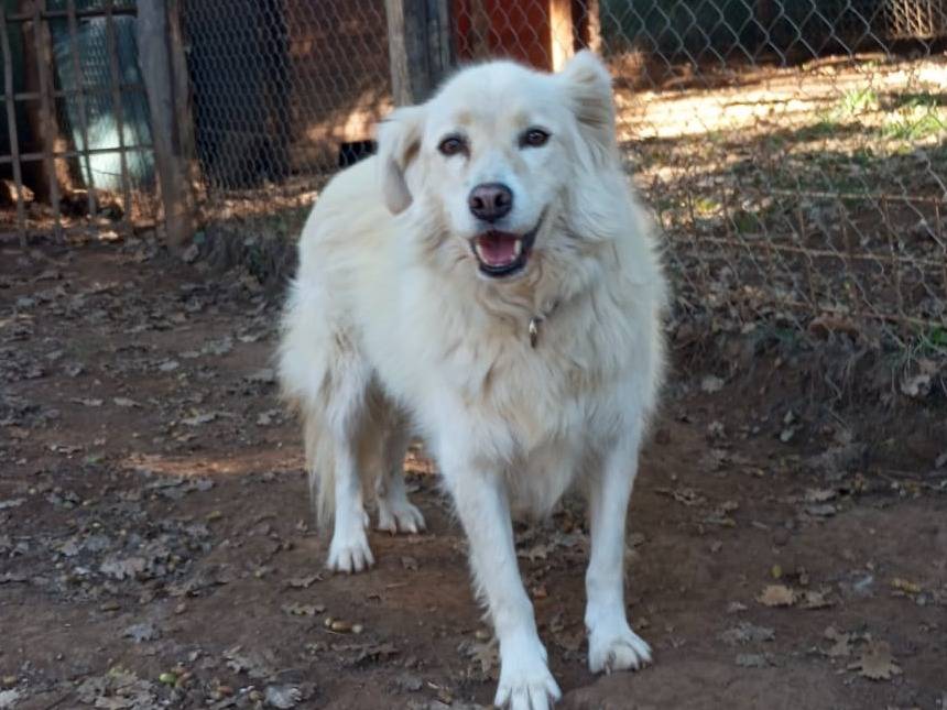 Adotta il cane Nanni a Viterbo