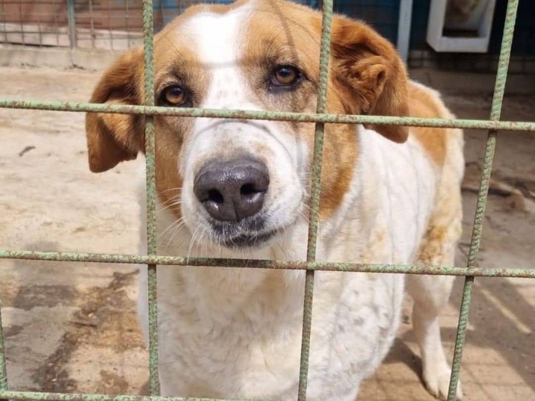 Adozione cane, femmina, Razza sconosciuta Razza sconosciuta, 10 anni e 5 mesi, taglia grande, Terni