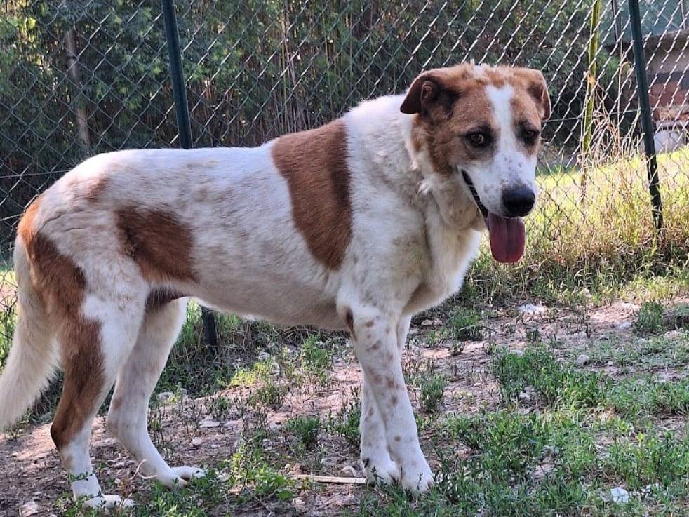 Adotta un cane, taglia grande, femmina, Terni