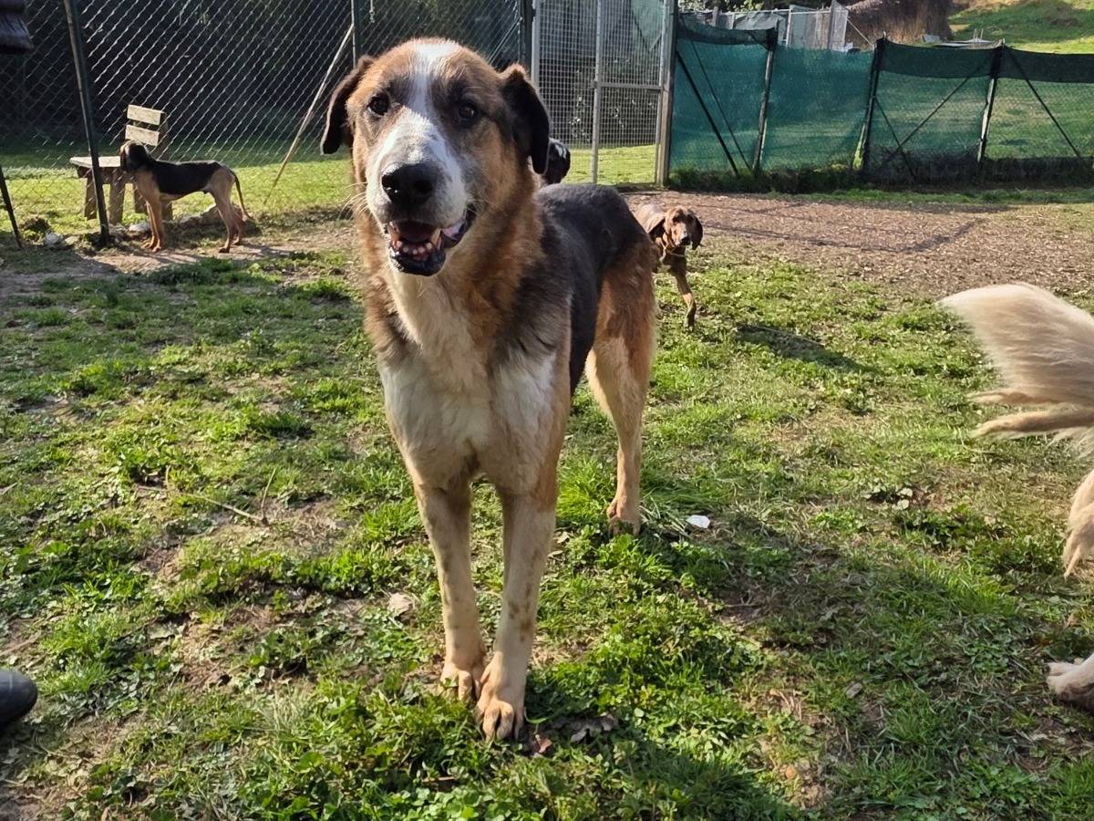 Adotta un cane, maschio, 11 anni e 3 mesi, Terni