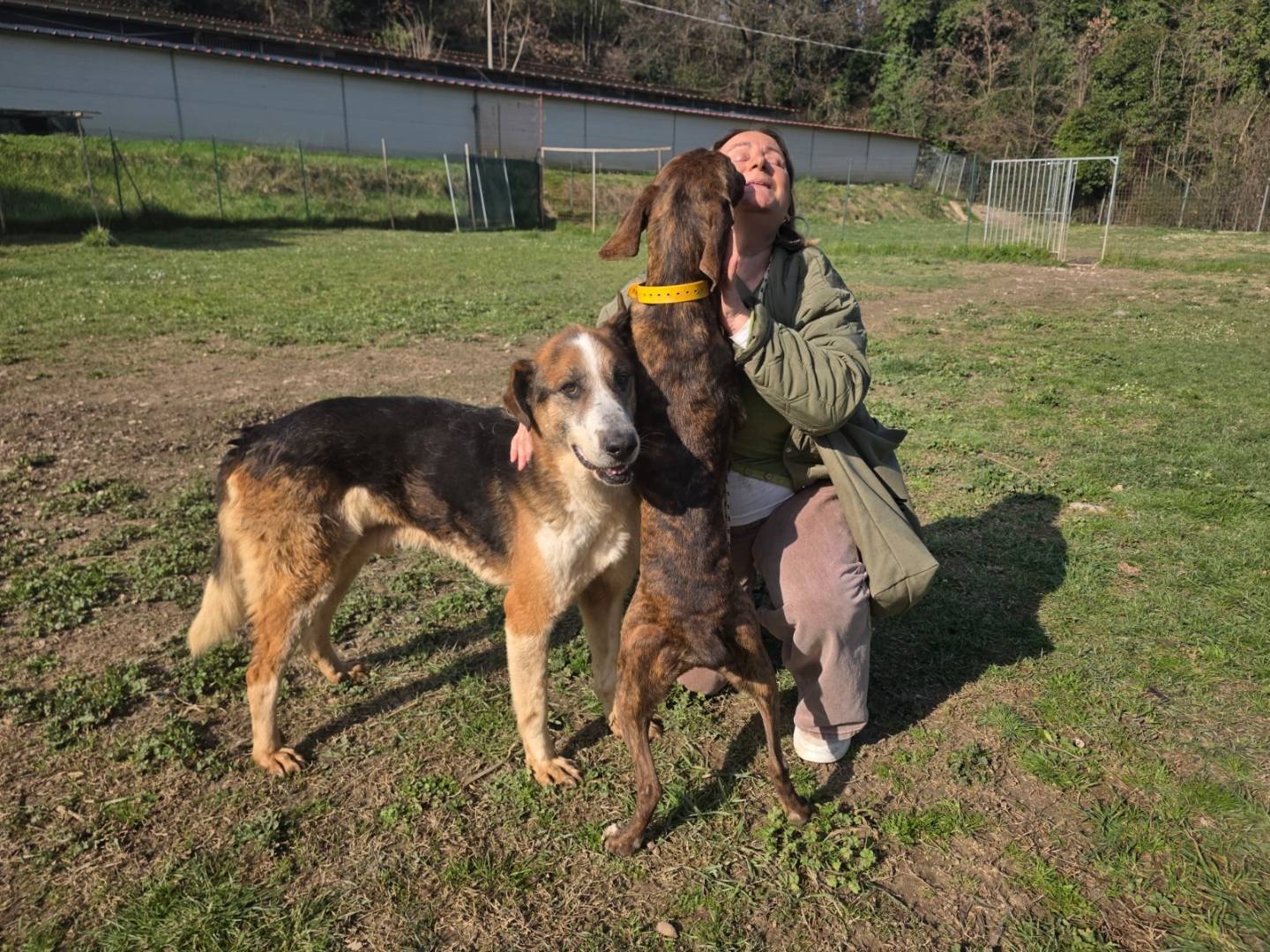Adotta un cane, taglia grande, maschio, Terni