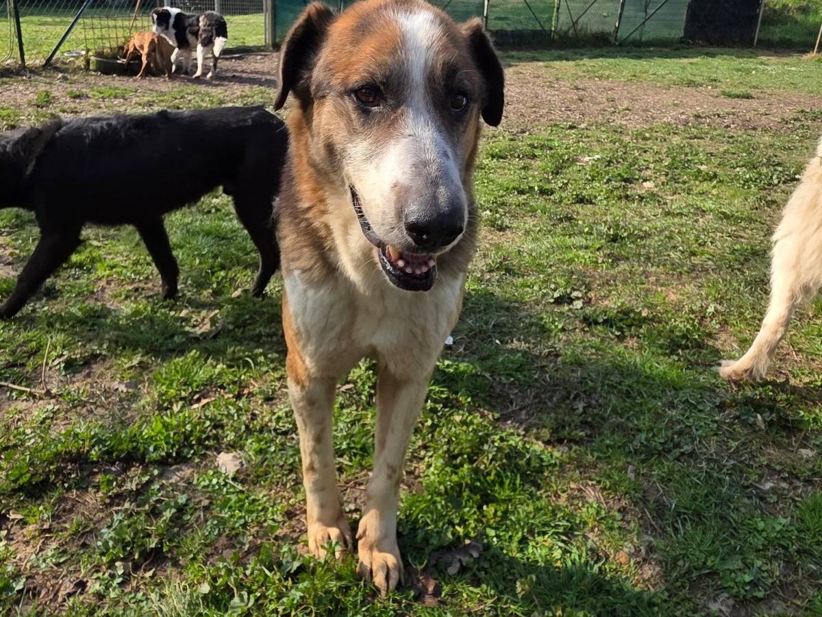 Vuoi adottare un cane a Terni?