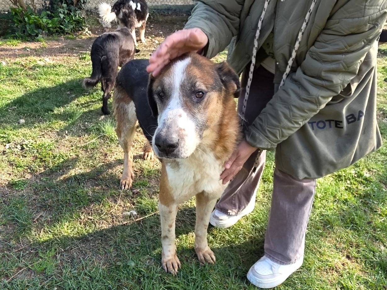 Adotta il cane Gastone a Terni