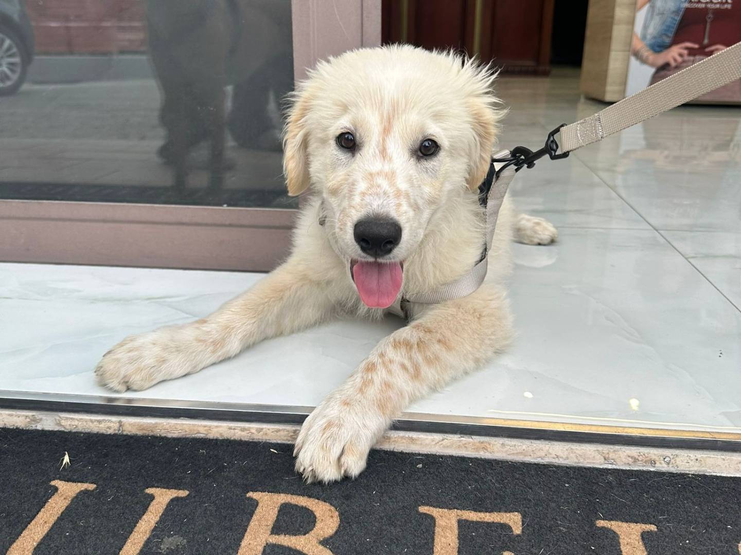 Adozione cane, maschio, Razza sconosciuta Razza sconosciuta, 4 mesi, taglia media, Frosinone