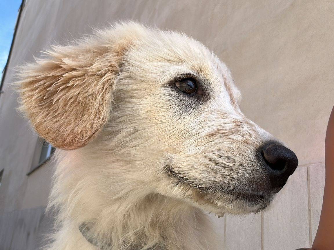Adotta un cane, maschio, 4 mesi, Frosinone
