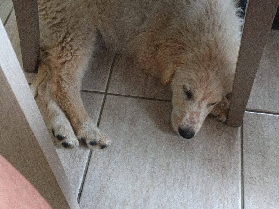 Adotta un cane, taglia media, maschio, Frosinone