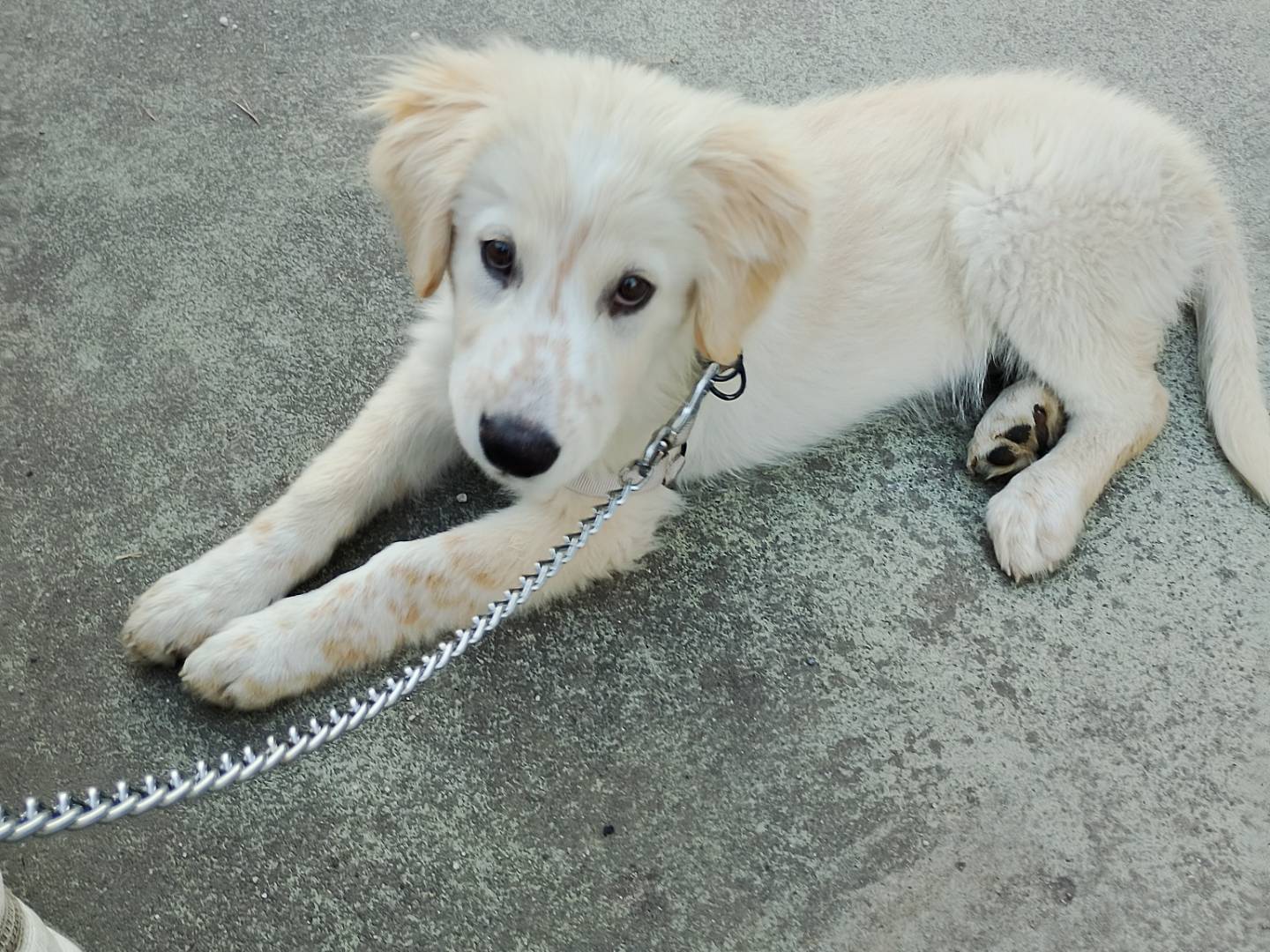 Vuoi adottare un cane a Frosinone?