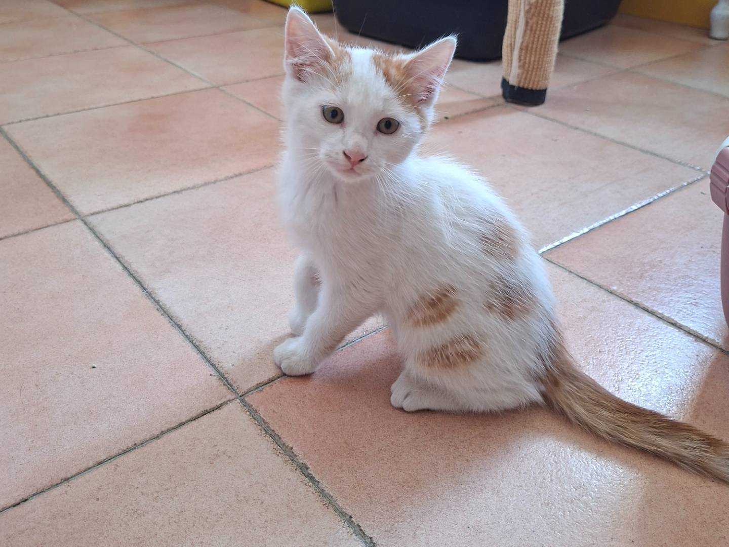 Adozione gatto, maschio, Razza sconosciuta Razza sconosciuta, 2 mesi, taglia non valida, Viterbo
