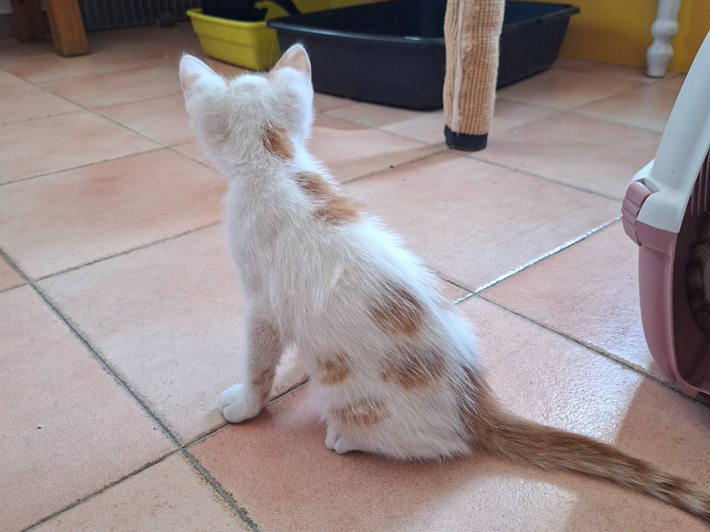 Adotta un gatto, taglia non valida, maschio, Viterbo