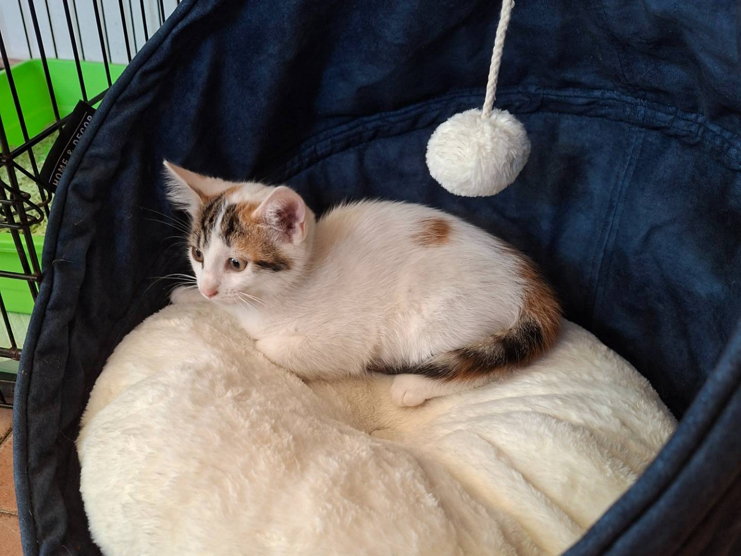 Adozione gatto, femmina, Razza sconosciuta Razza sconosciuta, 2 mesi, taglia non valida, Viterbo