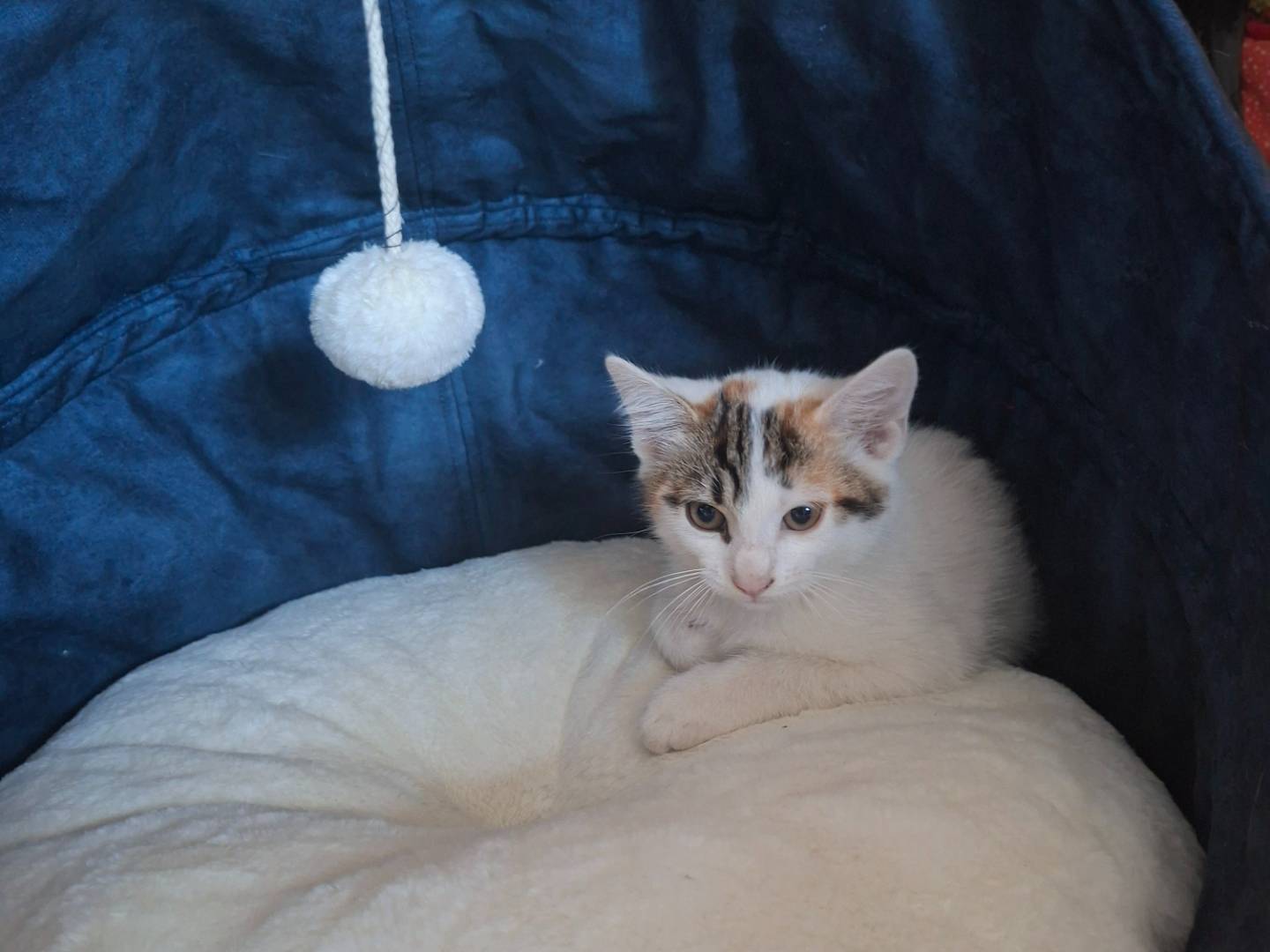 Adotta un gatto, femmina, 2 mesi, Viterbo
