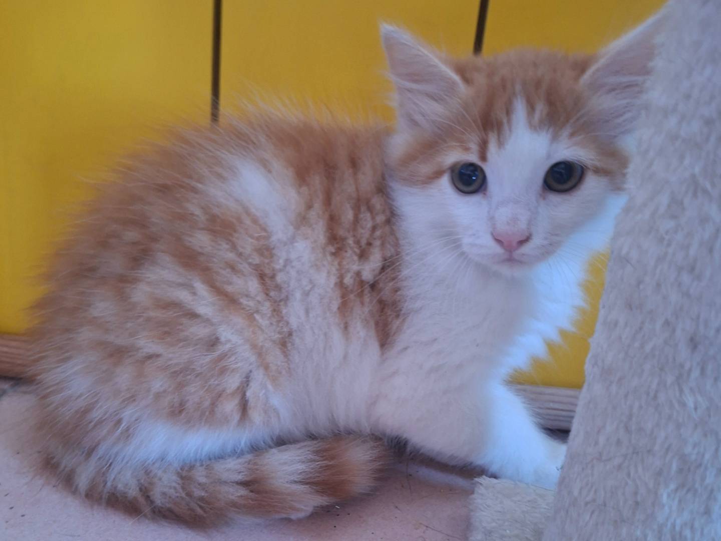 Adotta un gatto, maschio, 2 mesi, Viterbo