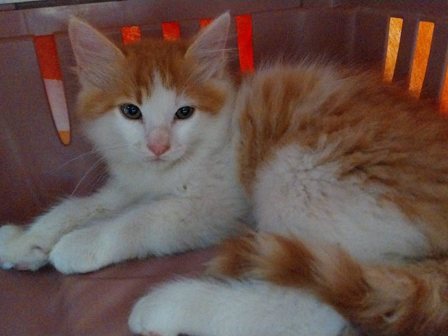 Adozione gatto, maschio, Razza sconosciuta Razza sconosciuta, 2 mesi, taglia non valida, Viterbo